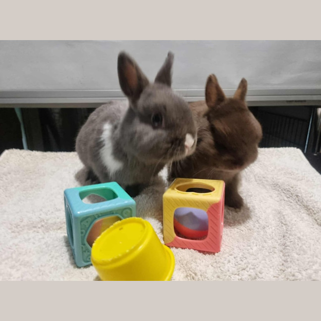 Photo of Thor And Loki The Gods Of Mischief & Thunder