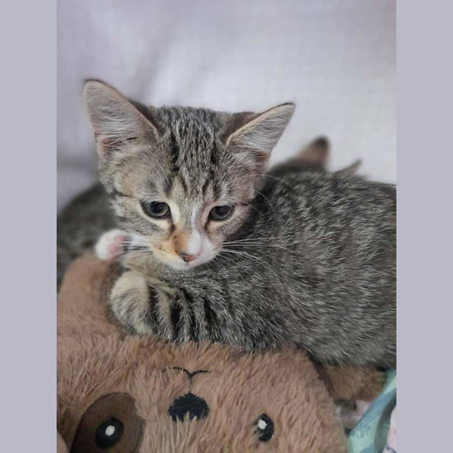 Photo of Remi