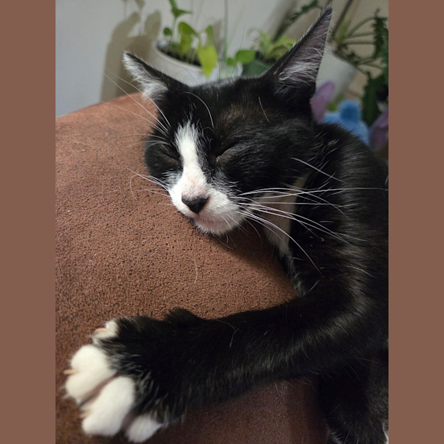 Photo of Mittens