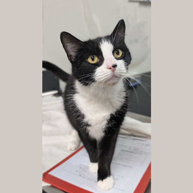 Photo of Mittens