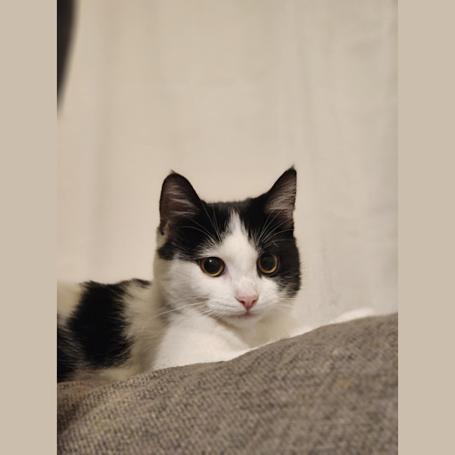 Photo of Sponge   Located In Avondale Heights