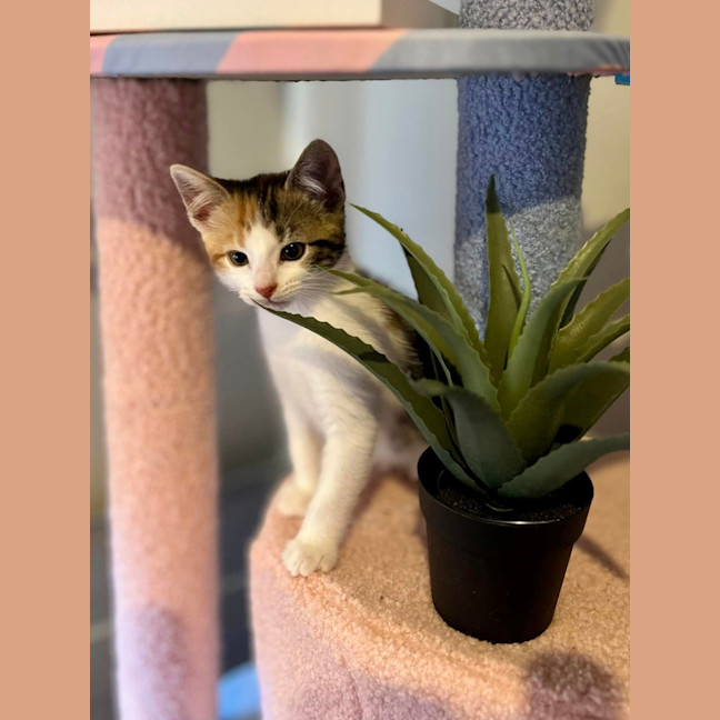 Photo of Callie (Was Susan )