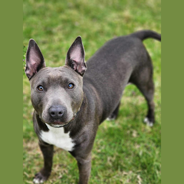 Photo of 🏏 Sharon Strzelecki 5432 🏏