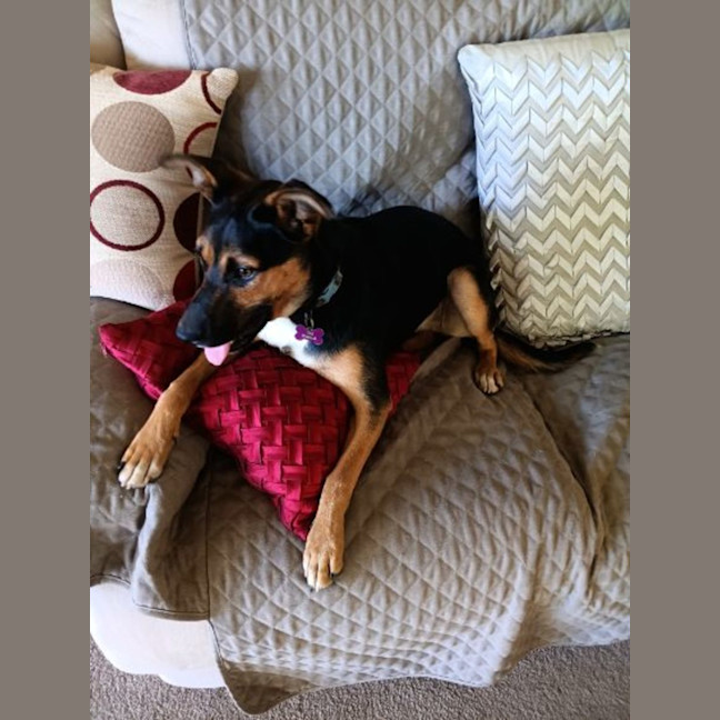 Photo of Sheba