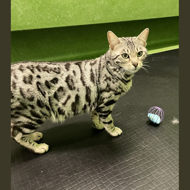 Photo of Zelda