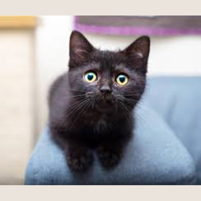 Photo of 🐾 Nelson 🐾