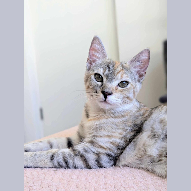 Photo of Chook & Mash 