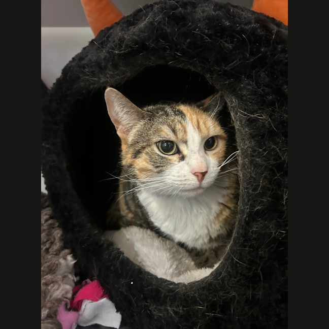 Photo of Tigerlily