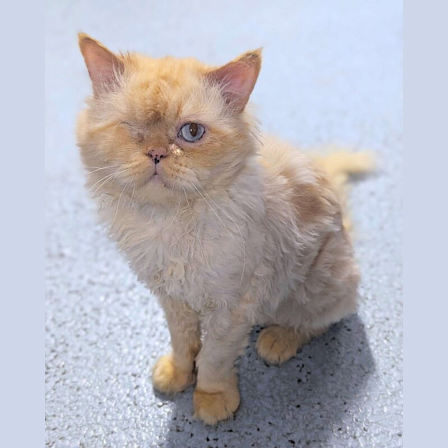 Photo of Sammy
