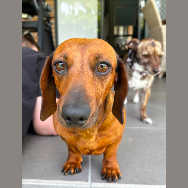 Photo of Edwina   4 Year Old Dachshund