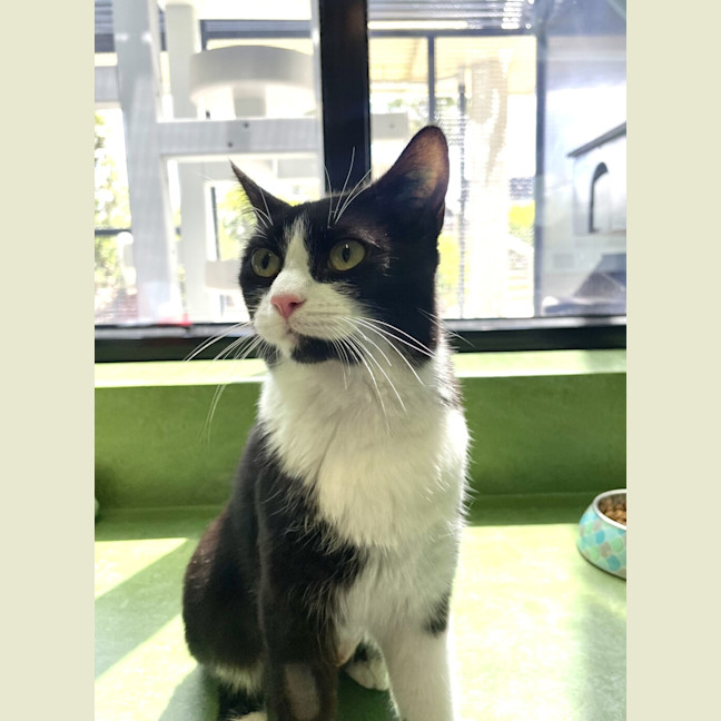 Photo of Callie 