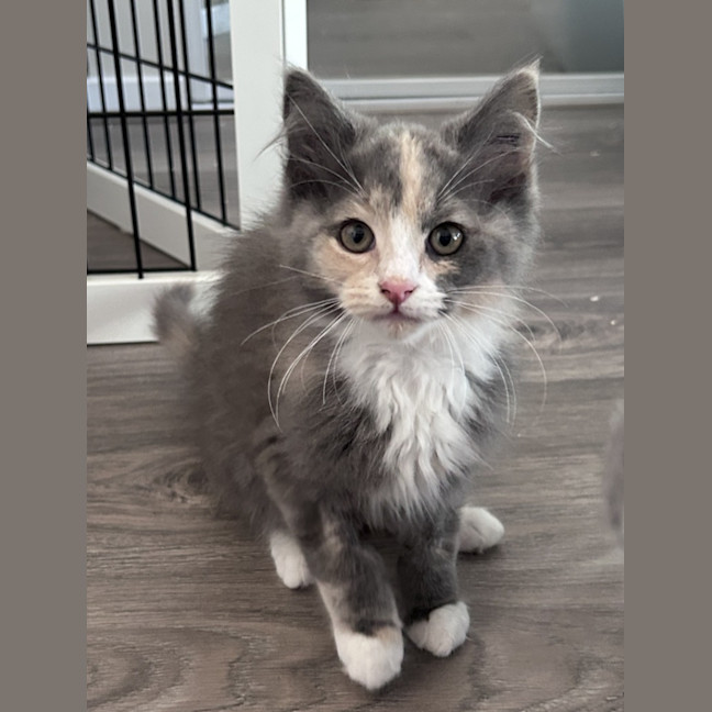Photo of Strawberry