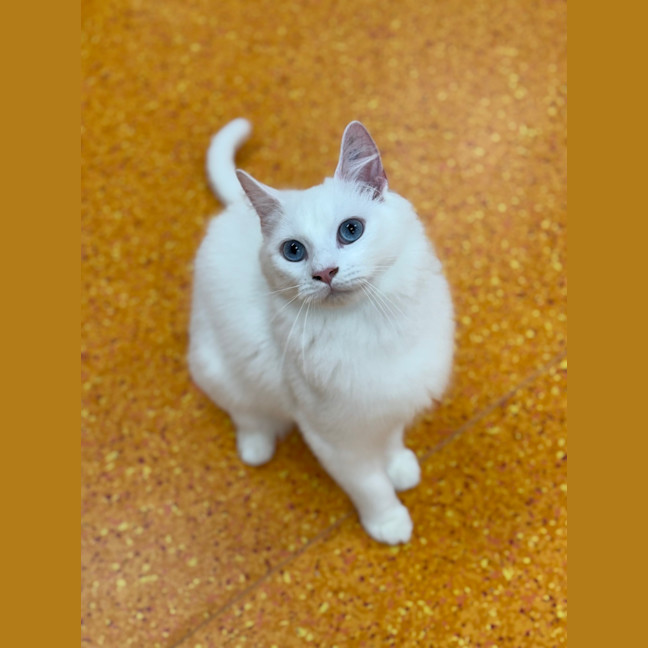Photo of Marshmallow