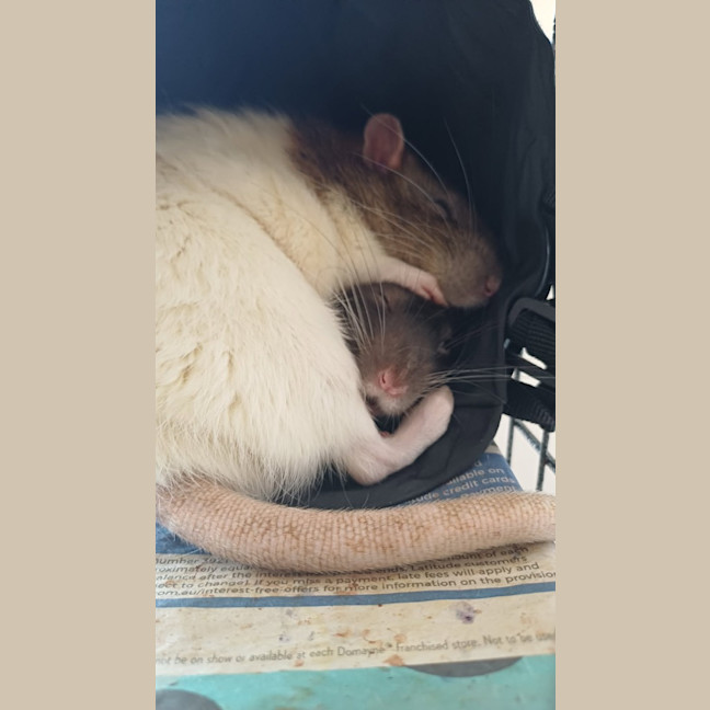 Photo of Peanut / Rhino
