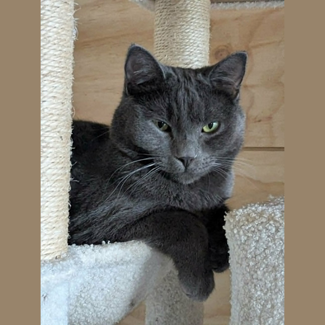 Photo of Arlo *9 Lives Project Rescue*