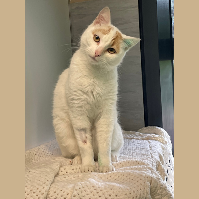 Photo of Marmalade