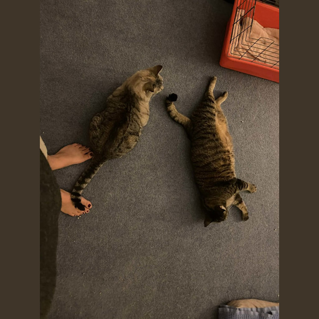 Photo of Tigg (14yrs) & Diesel (9yrs)