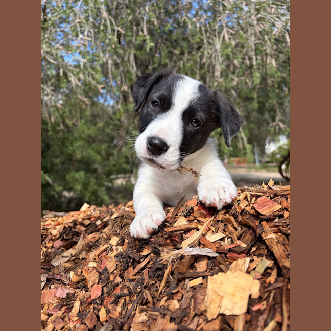 Photo of Cinnamon Satin