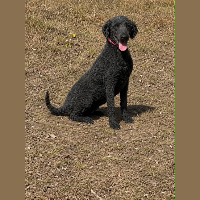 Photo of Rosie