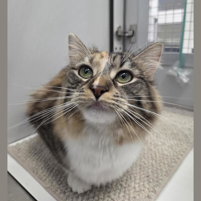 Photo of Polly (Bonded To Cassie)