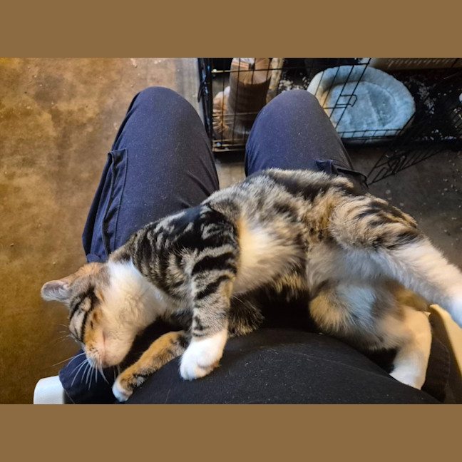 Photo of Lumey   Located In Templestowe