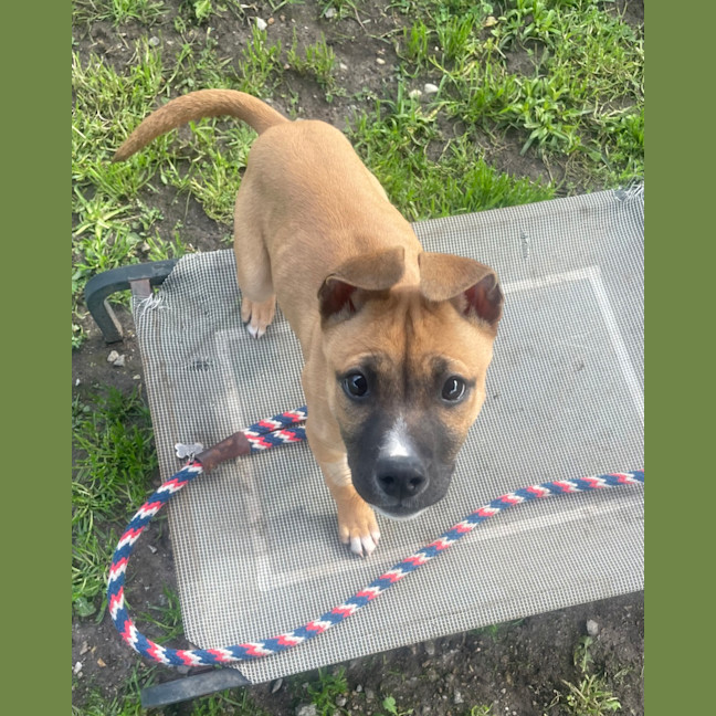 Photo of Toffee