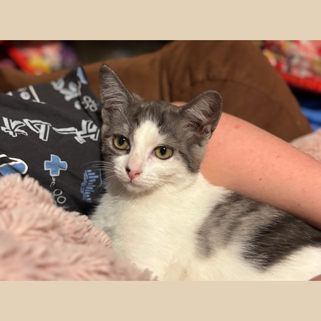 Photo of 🩶Ranger And Reito🧡