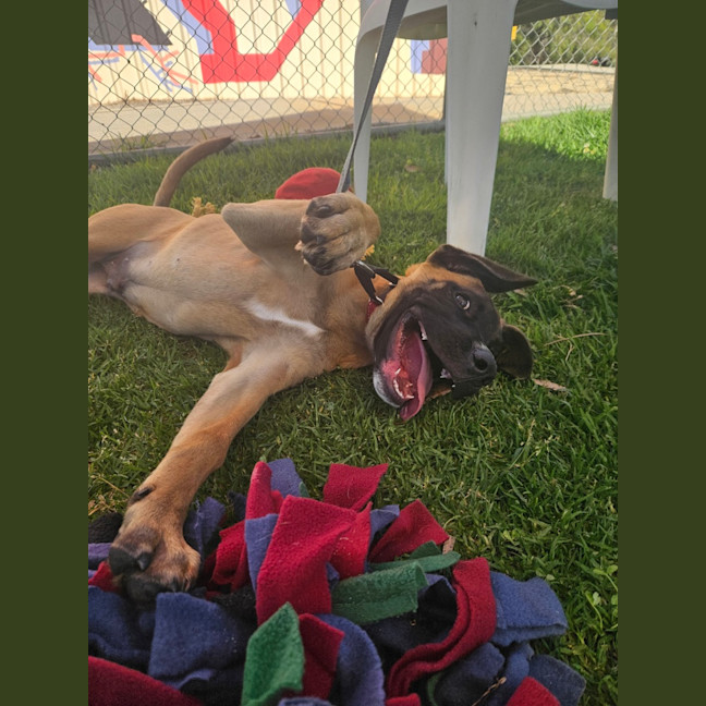 Photo of Chico
