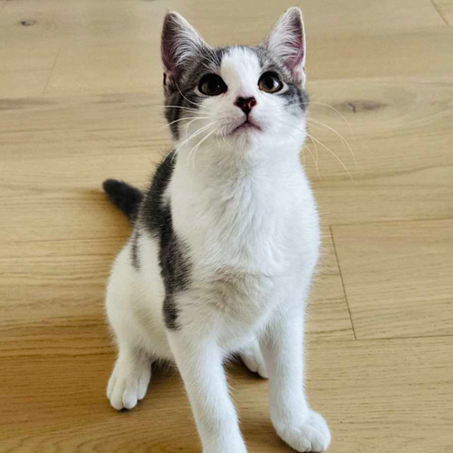 Photo of Rice   Located In Northcote