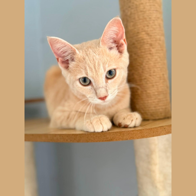 Photo of Dexter