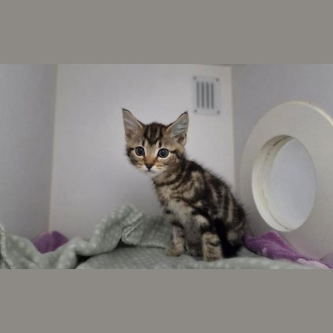 Photo of Bean