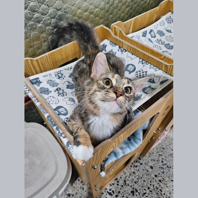 Photo of Fluffy