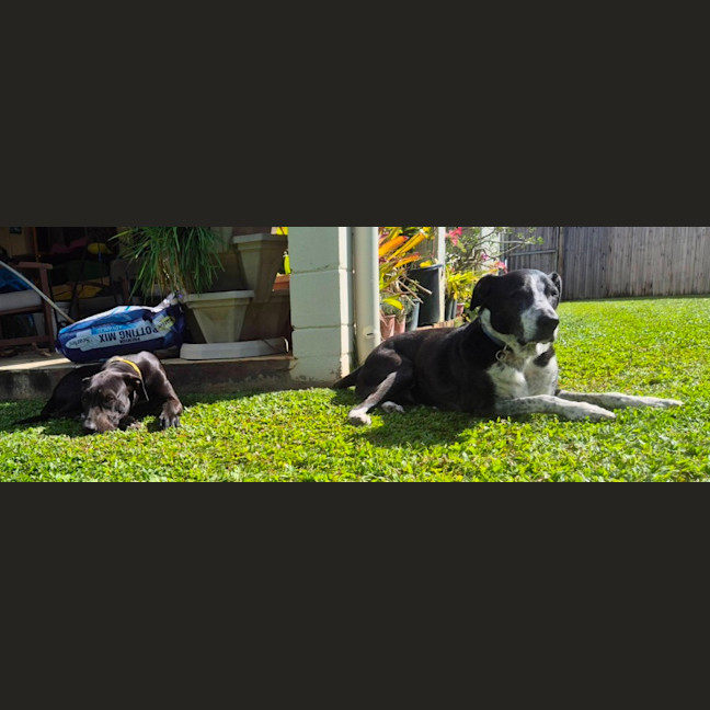 Photo of Dobby