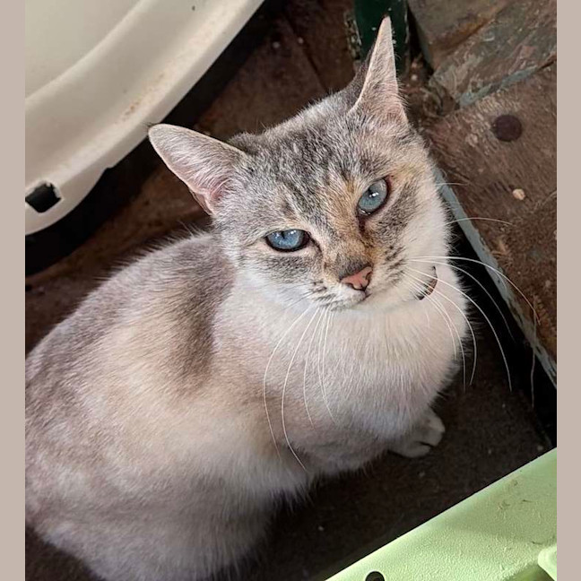 Photo of Blue Eyes