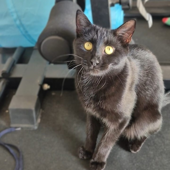 Photo of Liesa The Cat