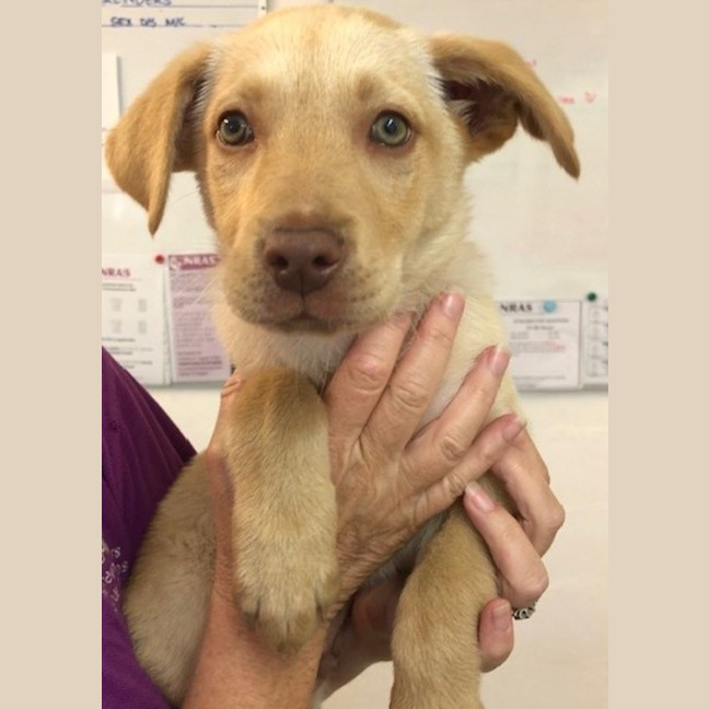 Photo of D1182 Charlie