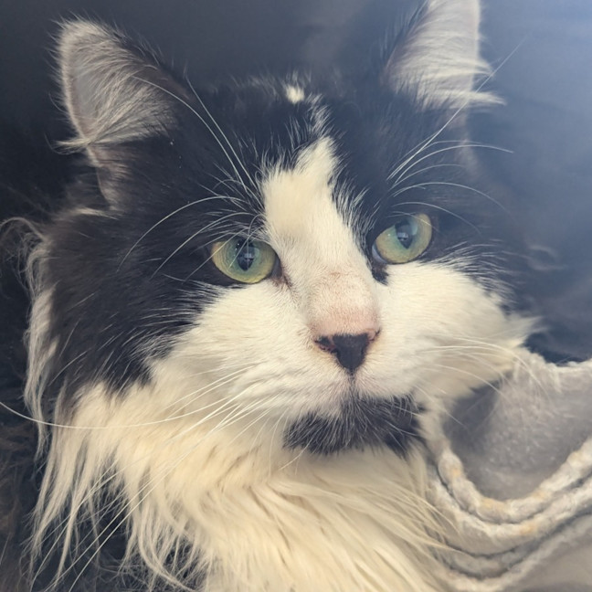 Photo of Ares