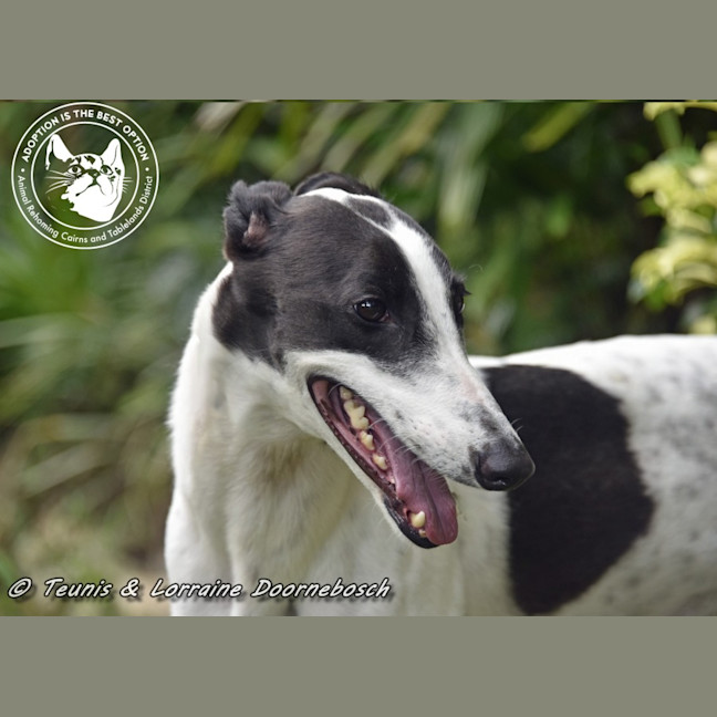 Photo of Minnie (Racing Name Mischievous Mini)