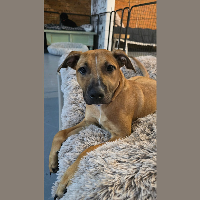 Photo of Maple