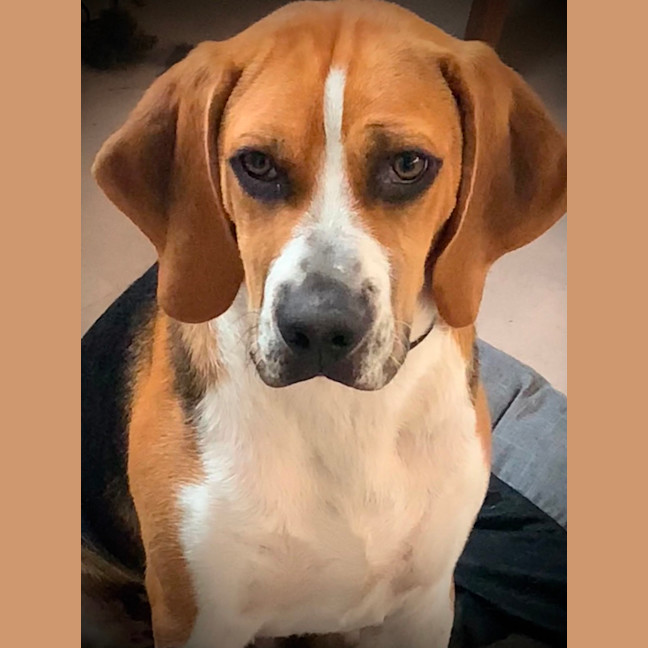 Photo of Bruce   7 Month Old Beagle (Trial)