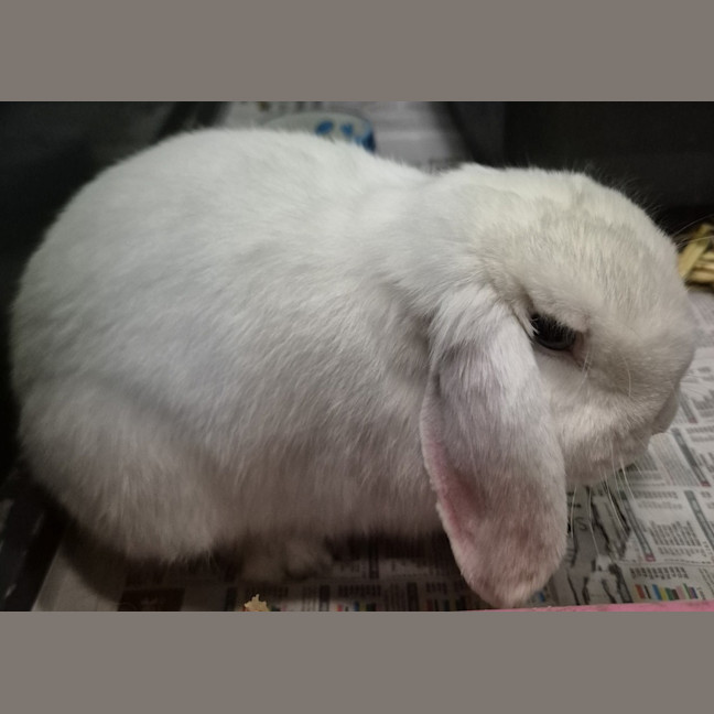 Photo of Charlie 