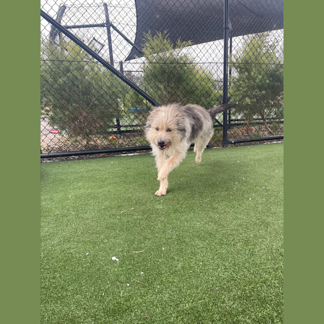 Photo of Scrappy Imp 1855