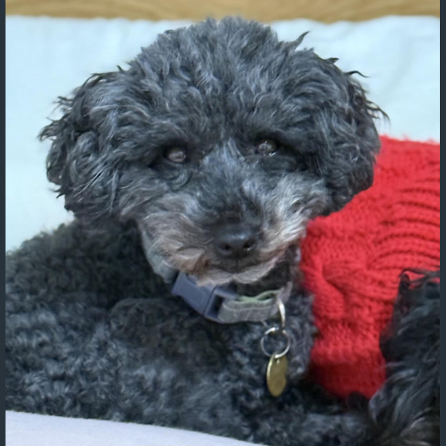 Photo of Missy
