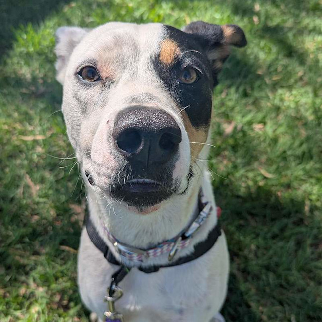 Photo of Ruby