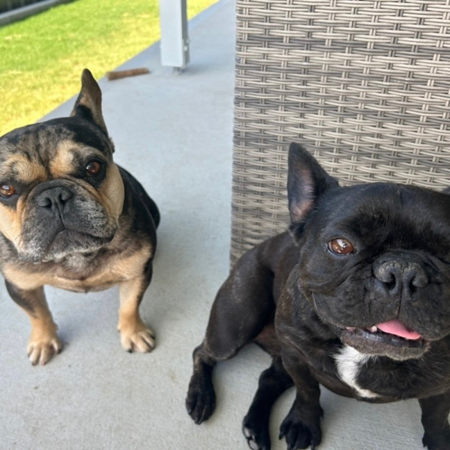 Photo of Effy & Finn  🌷🦴  Assisted Rehome