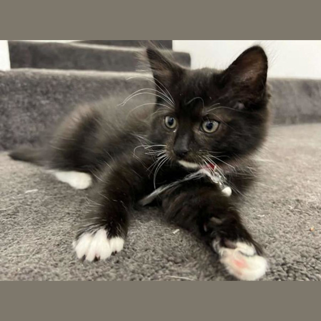 Photo of Popeye
