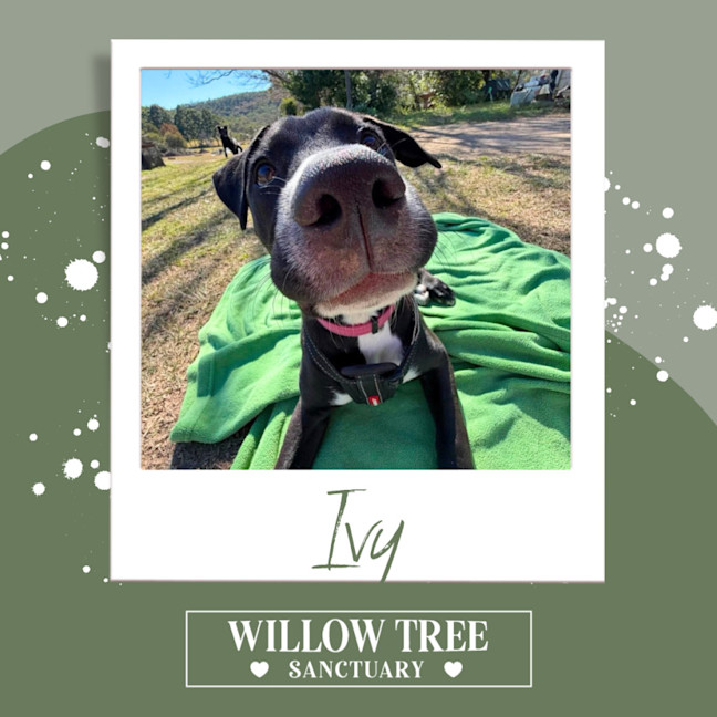 Photo of Ivy