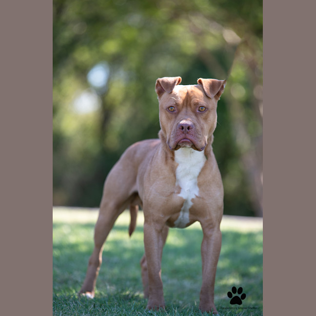 Photo of Diesel