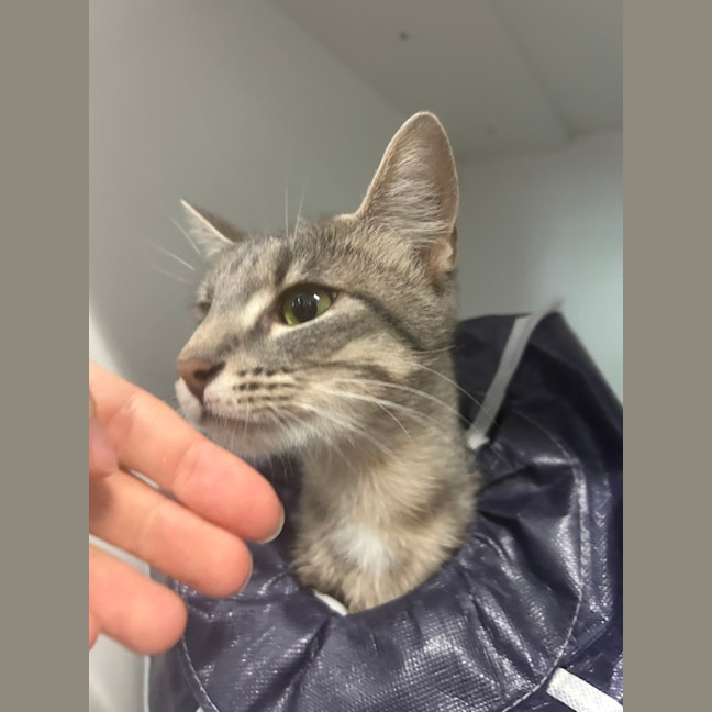 Photo of Dusty 