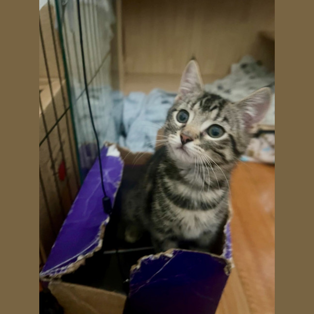 Photo of Pegi (Aka Tent Peg)